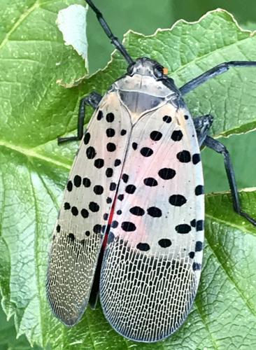 Grape growers ready for scourge of spotted lanternflies | Living ...