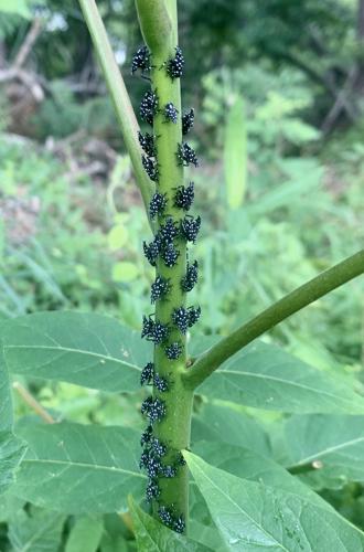Grape growers ready for scourge of spotted lanternflies | Living ...