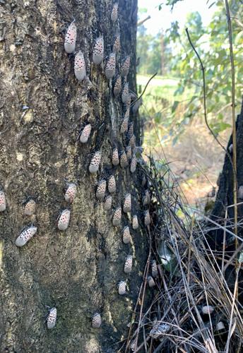 Grape growers ready for scourge of spotted lanternflies | Living ...