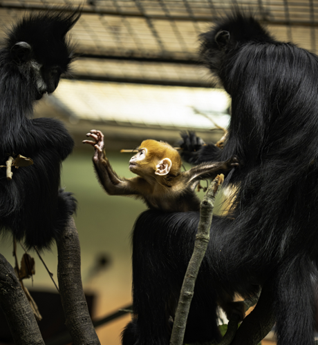 Newborn monkey stuns zoo staff with bright orange fur | National