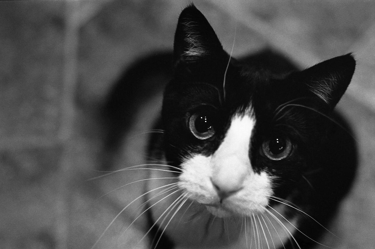 Holy cat! Why does cat poop smell so bad? Coast To Coast