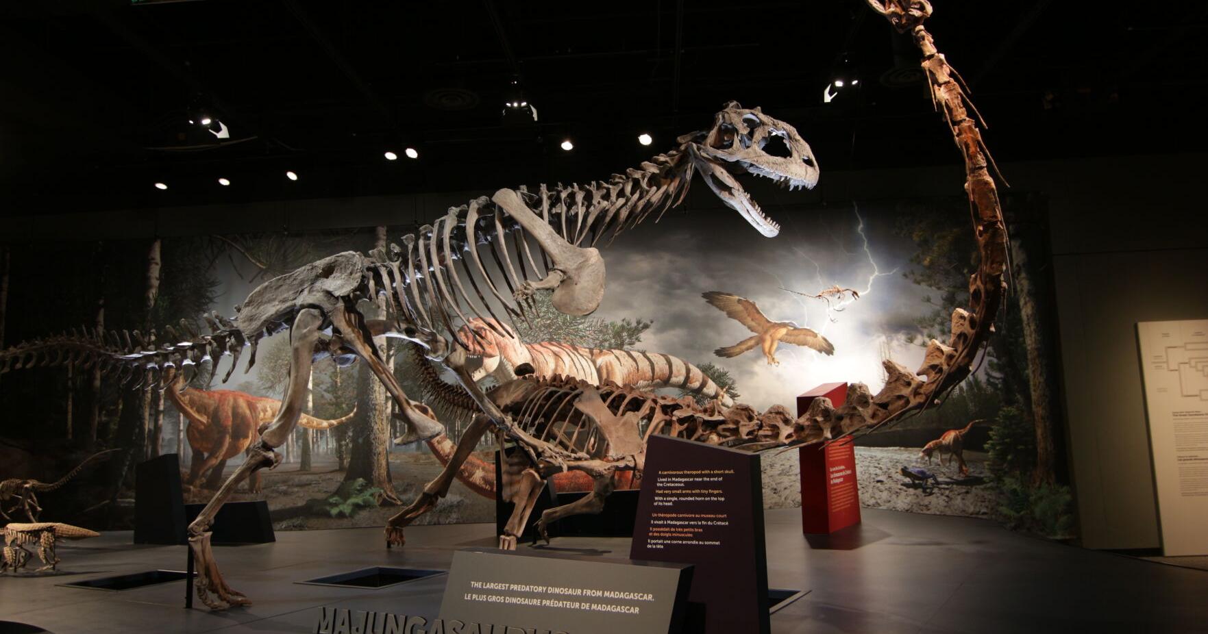 Discovery Place Science to host 'Ultimate Dinosaurs' exhibit | Southcltweekly - Vimarsana News