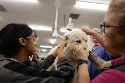 Adults with disabilities help at Pet Care Academy