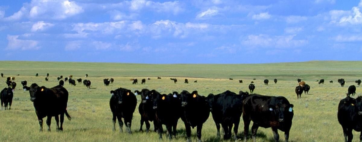 Cows grazing on BLM land photo