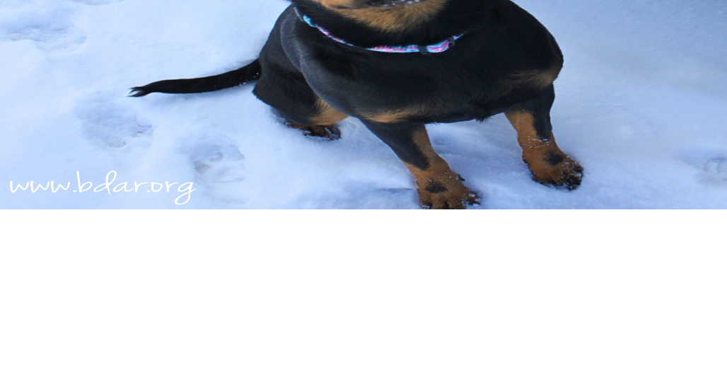 Black Dog Animal Rescue Adoptable Pets – January 17, 2025 | Lifestyles
