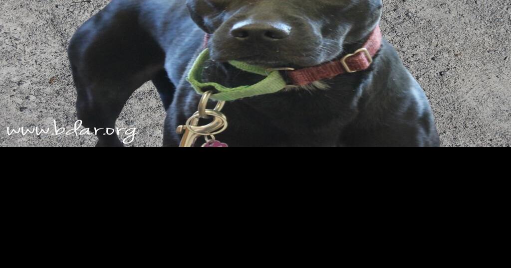 Black Dog Animal Rescue Adoptable Pets – January 9, 2025 | Lifestyles