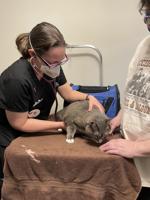 Black Dog Animal Rescue To Host Low-Cost Vaccine Clinic in June