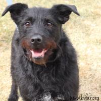 Black Dog Animal Rescue (BDAR) Adoptable Pets - May 26, 2022