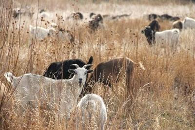 Goats grazing photo