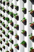 Wyoming Lands World’s Largest Vertical Farming Research Facility