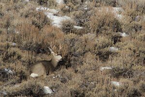 Chronic Wasting Disease Detected In Jackson Wyoming Deer Hunt Area ...