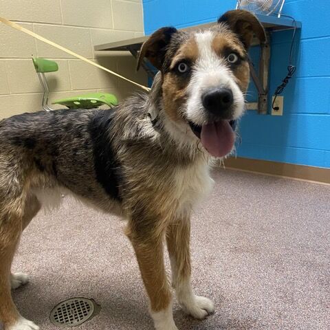 Cheyenne Animal Shelter Adoptable Pets - August 3, 2023 | Lifestyles ...