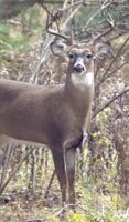 Decline of hunters clouds deer management