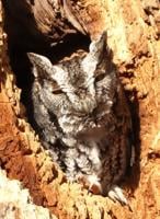 Seneca Rocks to present "The Owls of Jefferson County"