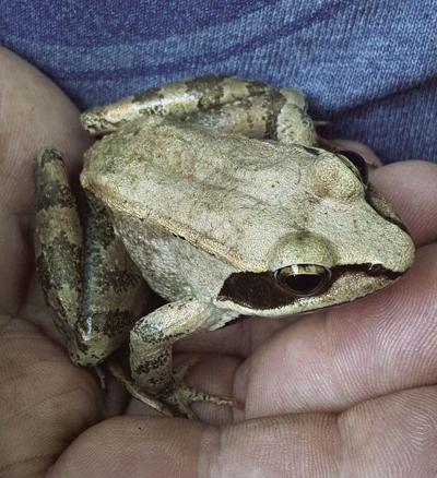 Give this frog a hand