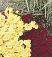 Use mums for fall