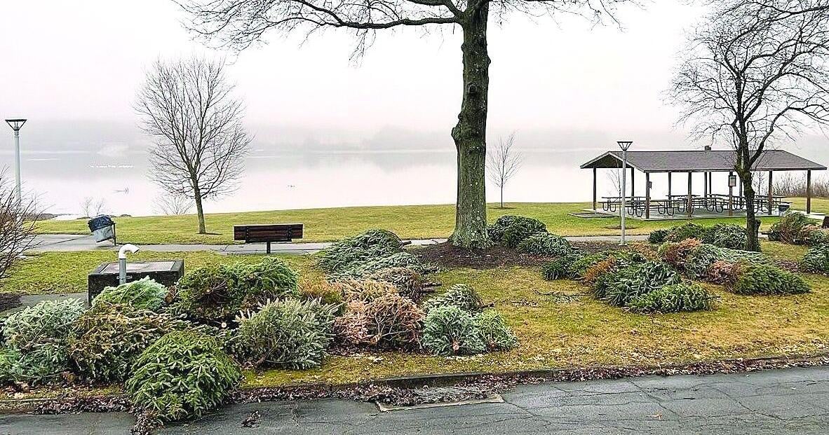 Corps of Engineers accepting Christmas trees for recycling