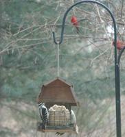 Provide bird feeders for winter garden