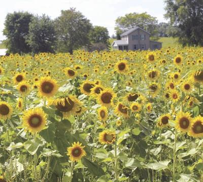 Sea of Sunflowers