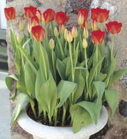 Forcing bulbs into bloom