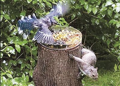 Fly-in breakfast?
