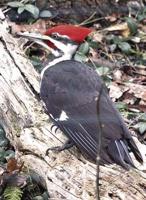 Free nature program about woodpeckers set
