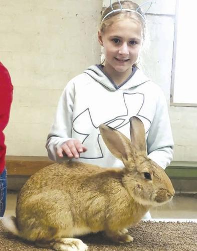 Youth and Ag club hosts annual rabbit show 22