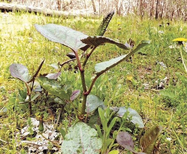 Conservancy takes on battle against Japanese Knotweed
