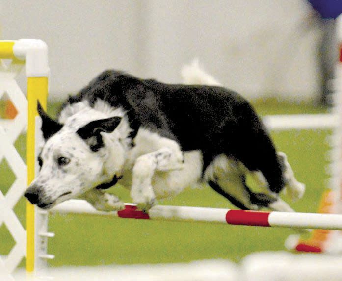 clarion canine obedience club