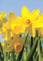 ACS prepares for Daffodil Days