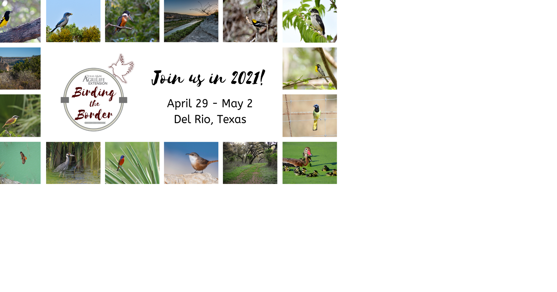 Birding on the Border Travel