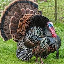 Texas Turkey Hunters Should See Abundance Of Boss Gobblers This Spring Agriculture Thecomanchechief Com