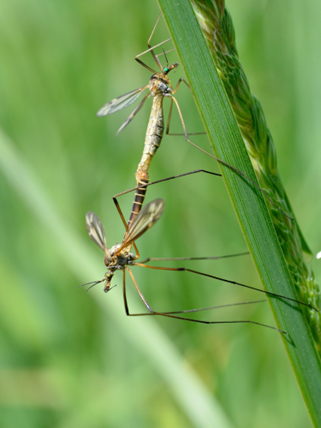 What are crane flies and why are they swarming?