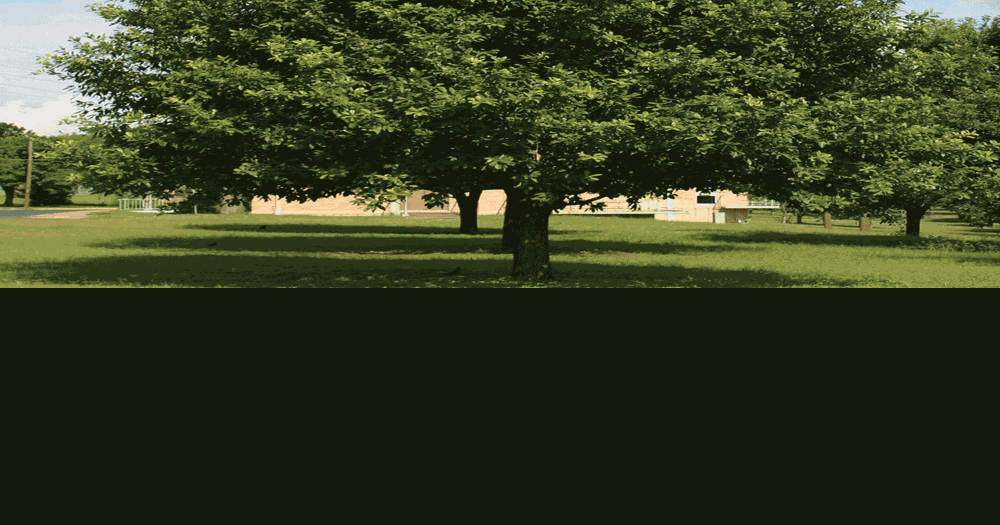Mexican white oak named Texas Superstar shade tree | Agriculture ...