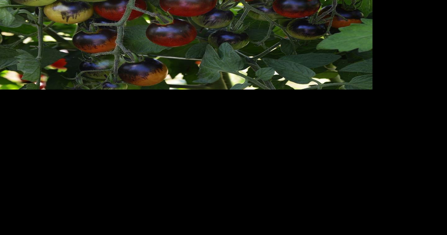Ruby Crush tomato named Texas Superstar plant Outdoors