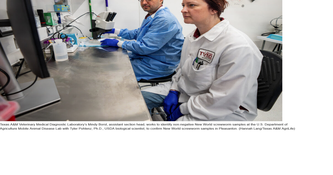 Texas A&M Veterinary Medical Diagnostic Laboratory team serves on frontline of screwworm response