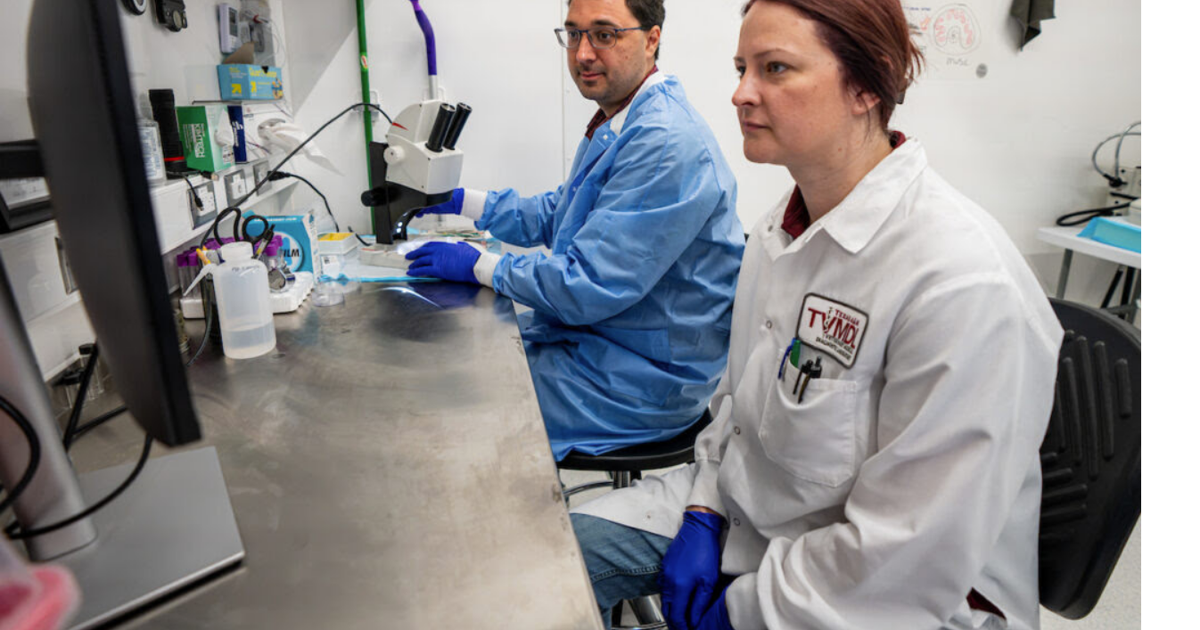 Texas A&M Veterinary Medical Diagnostic Laboratory team serves on frontline of screwworm response