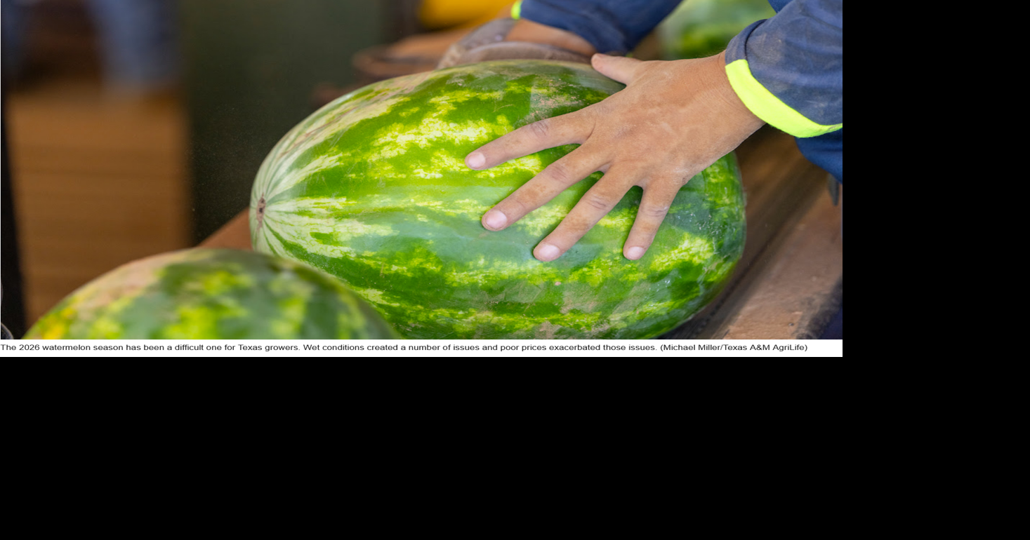 Texas Crop Report - Wet weather, low prices put damper on Texas watermelon season