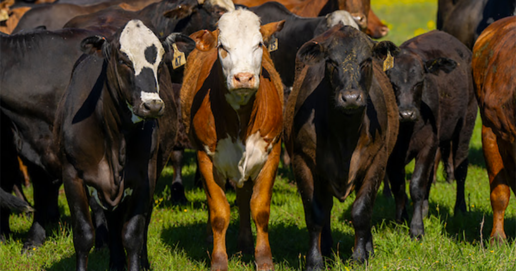 Texas Crop and Weather Report - AgriLife Extension economist: Cattle prices haven't hit the ceiling yet
