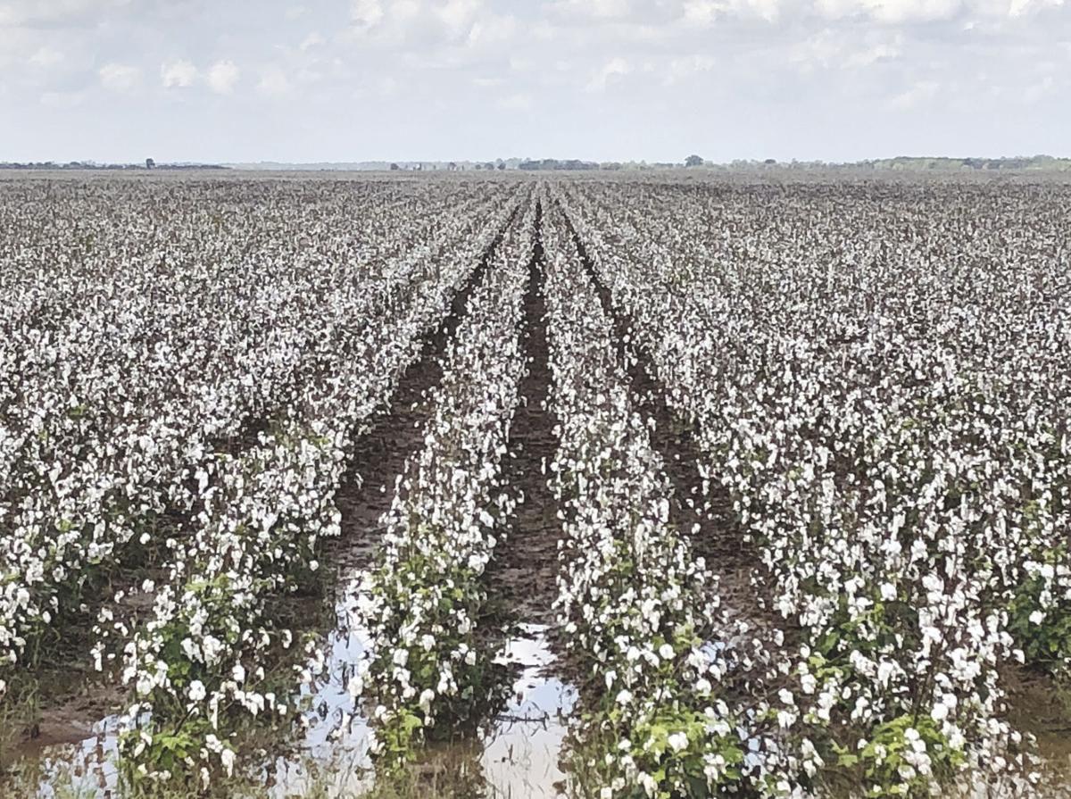 Continuous rainfall leaves 2018 cotton in fields, delays planting