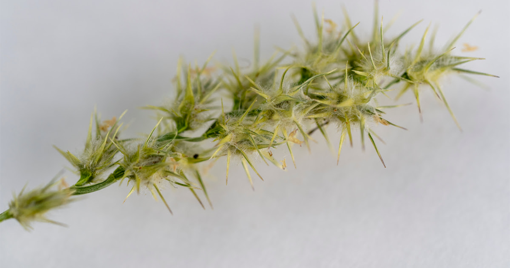 How to get rid of sandburs and grass stickers for good
