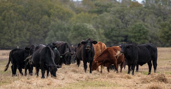 Texas Foraging Video Dry spell weighs on Texas’ cool-season forage planting | Agriculture ...