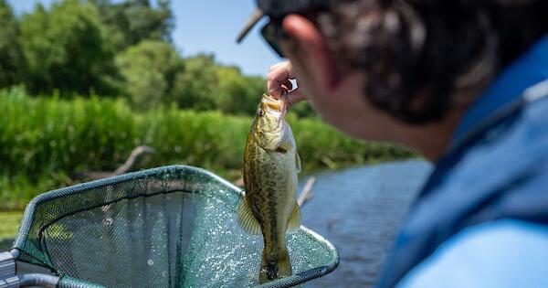 Fish management myths subject of Sept. 23 webinar | Agriculture ...