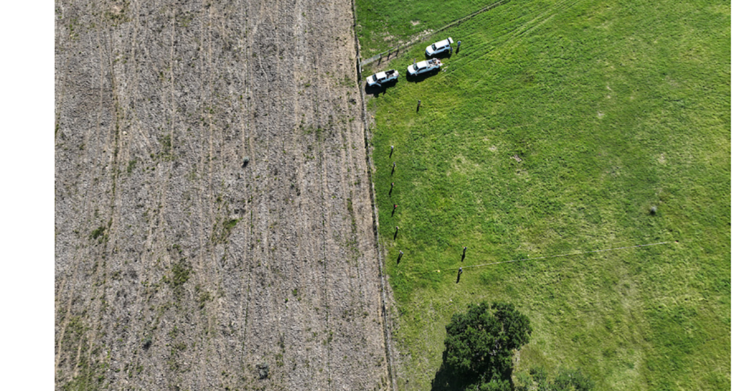 Pasture mealybug raises alarm for Texas livestock producers - Texas Crop and Weather Report