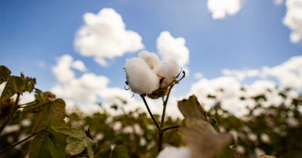 Cotton prices rally as Texas growing conditions turn mixed - Texas Crop & Weather Report