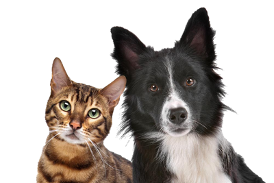 Thrive Pet Healthcare offers 7 tips on exercising dogs during high