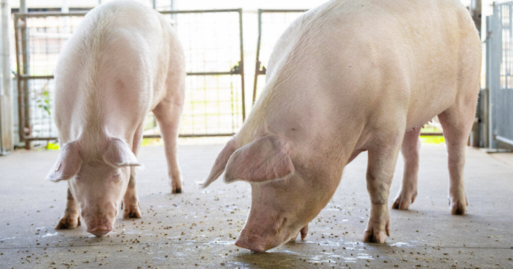 Steady pork supplies signal bargains for consumers, puzzle for producers - Texas Crop and Weather Report