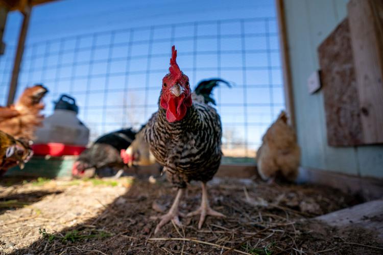 Protect backyard chickens from disease, parasites | Life ...