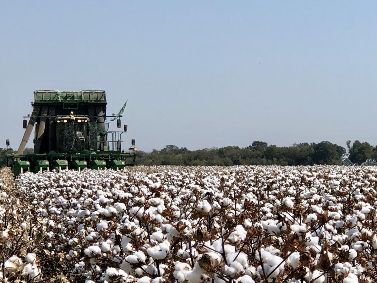 Cotton Picking Agriculture