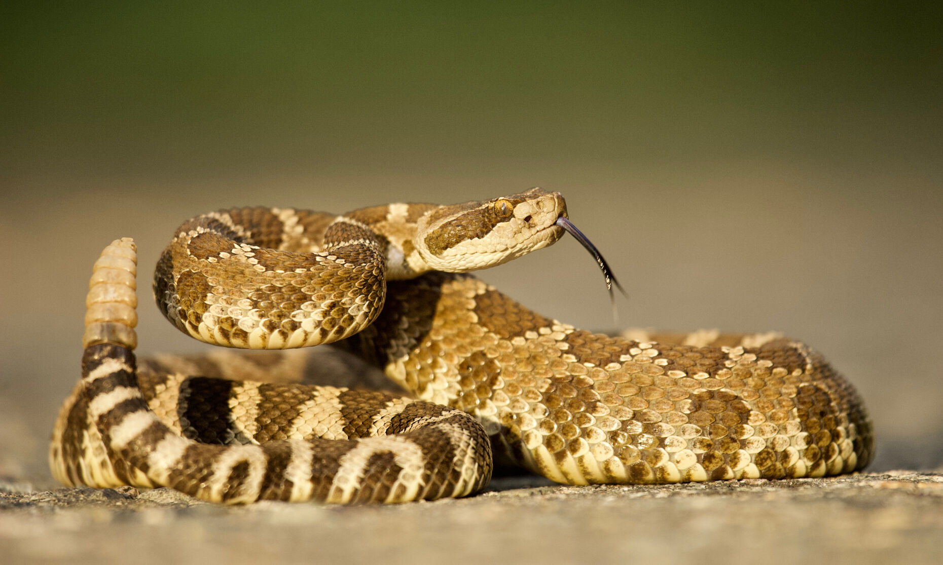 Snakes: Understand them, avoid them - AgriLife Today